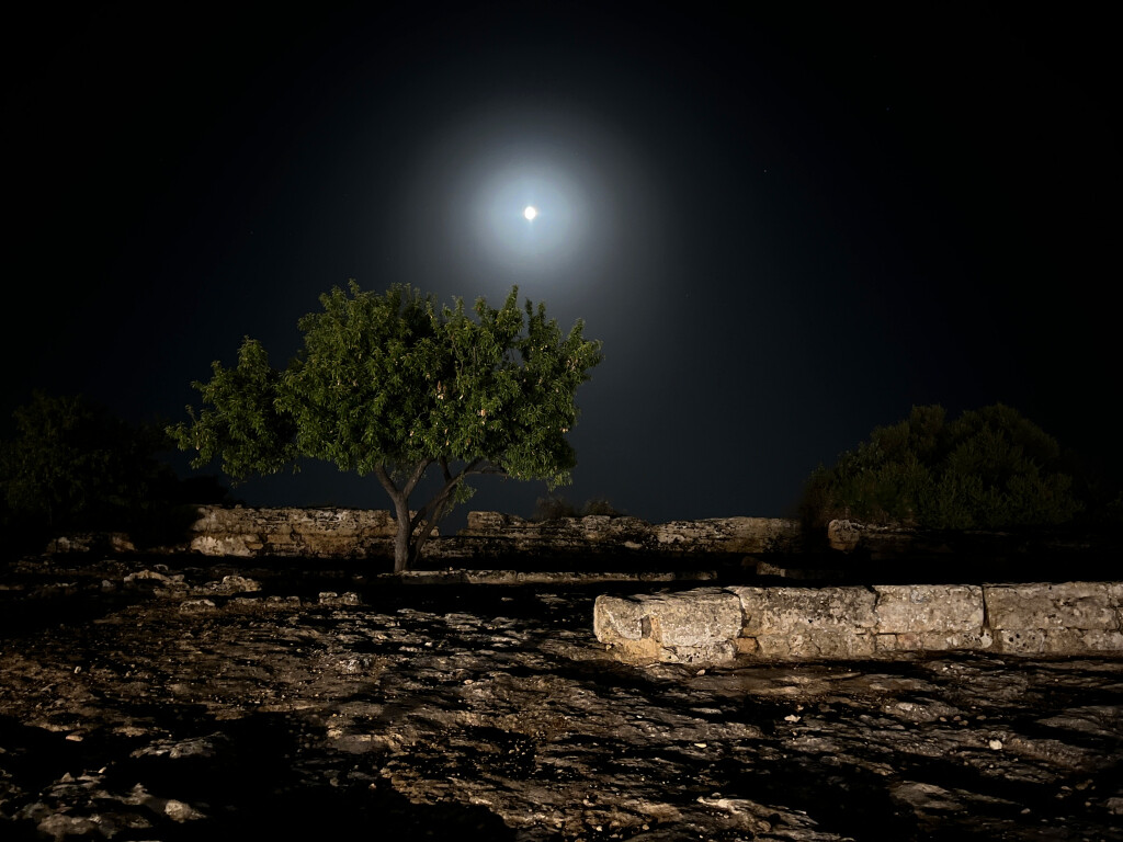 Olive Tree and Moon, Valle dei Templi, Sicily